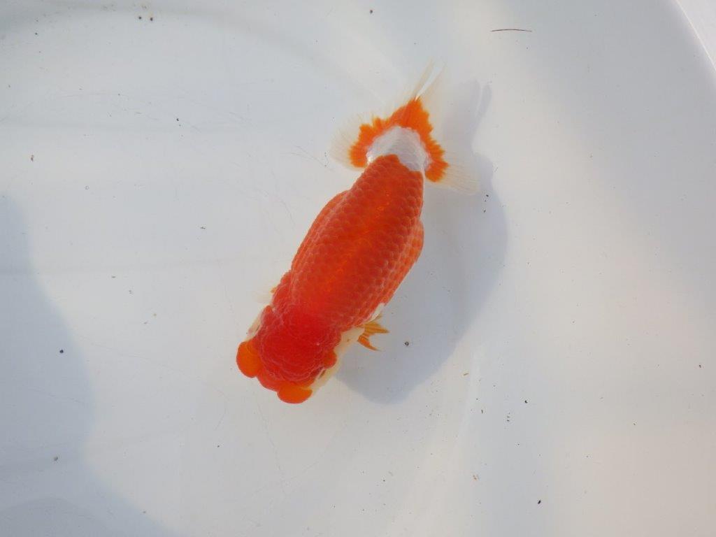 【浜松 鈴木克己 氏】品評大会にむけて！！明け二歳らんちゅう 約15㎝ メス？