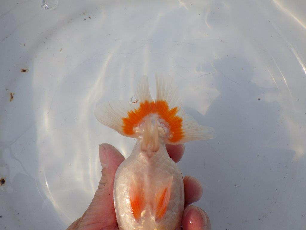 【浜松 鈴木克己 氏】品評大会にむけて！！明け二歳らんちゅう 約15㎝ メス？