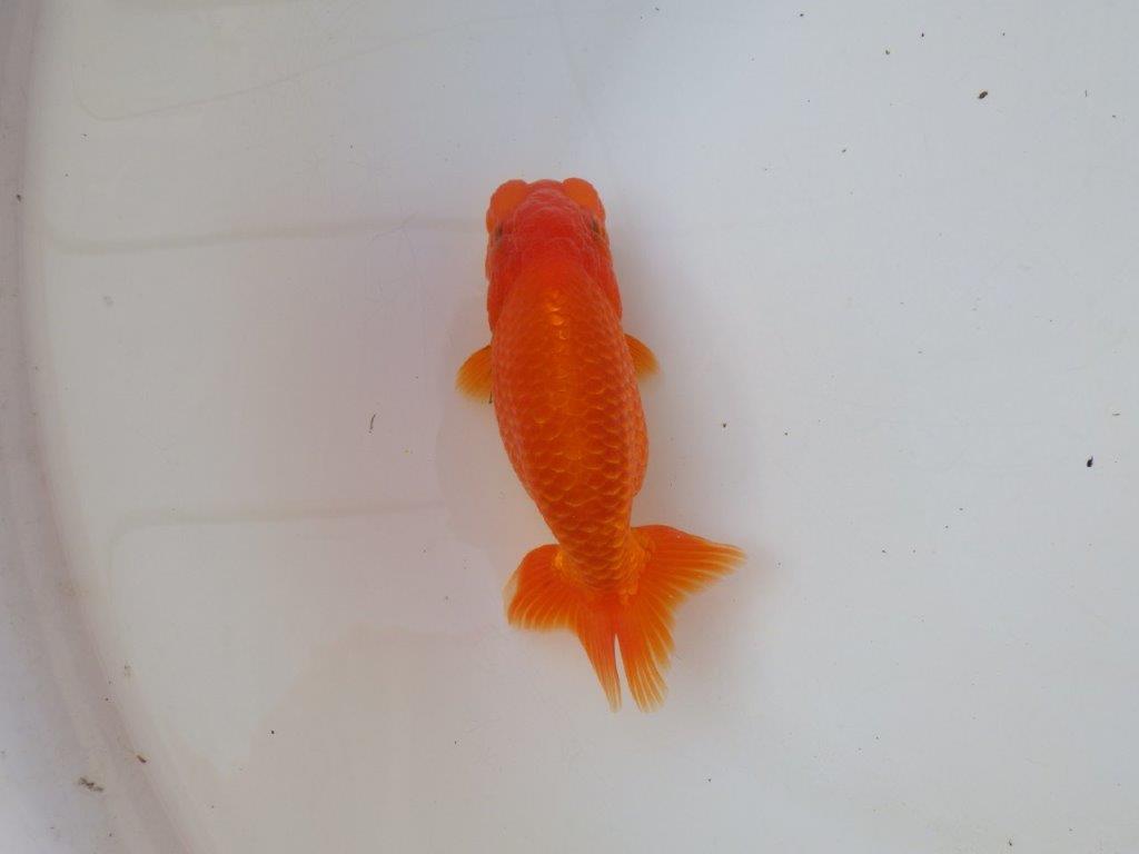 【愛知 小早川義幸 氏】水槽映え背が綺麗な明け二歳らんちゅう 約14㎝ メス？