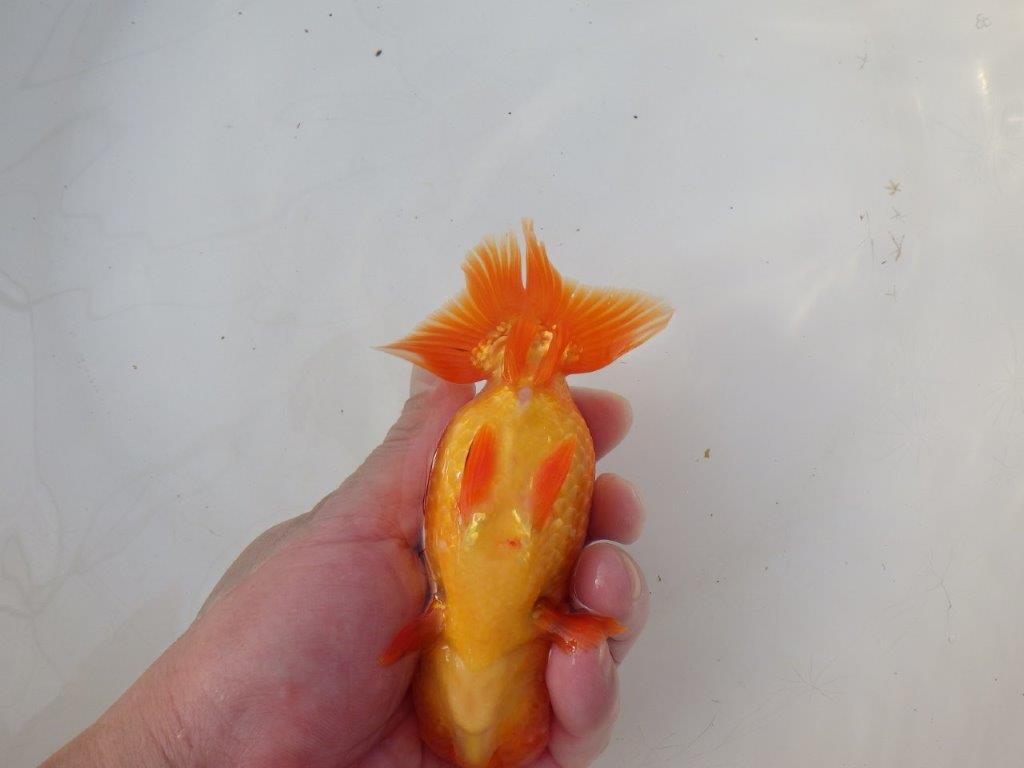 【愛知 小早川義幸 氏】水槽映え背が綺麗な明け二歳らんちゅう 約14㎝ メス？