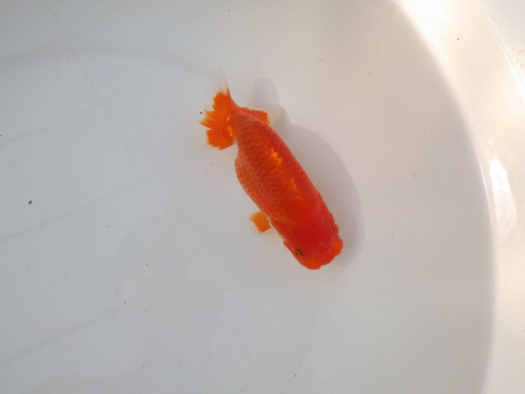 【愛知 小早川義幸 氏】すなおな良い魚！明け二歳らんちゅう 約14㎝ メス？