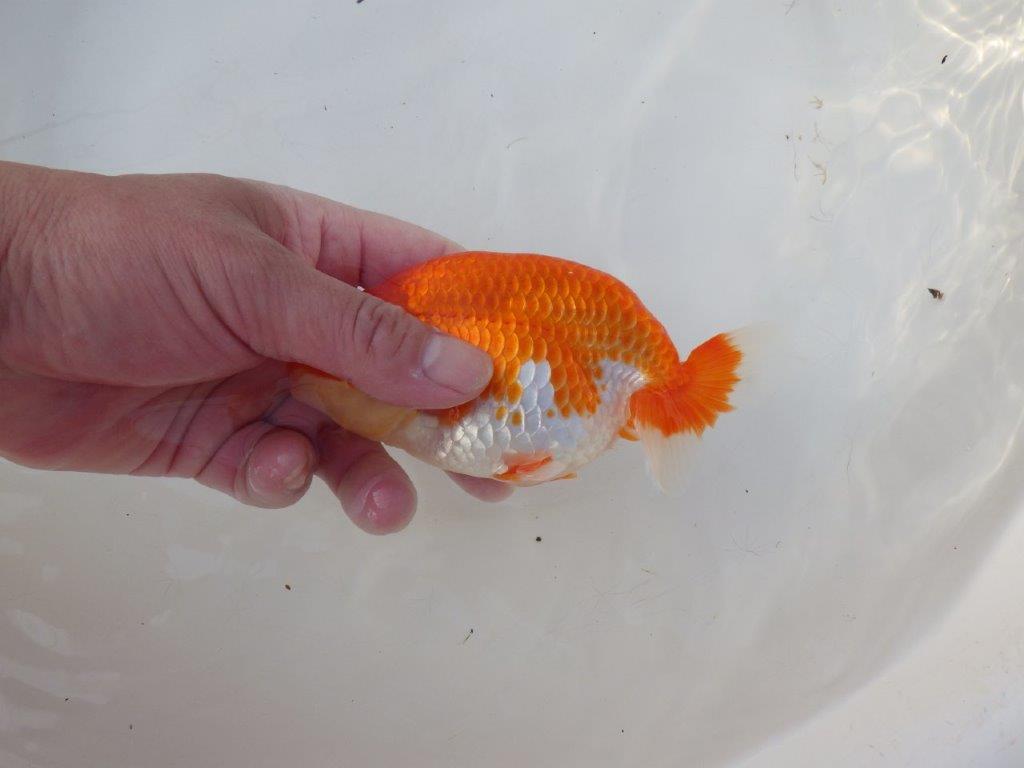 【愛知 小早川義幸 氏】すなおな良い魚！明け二歳らんちゅう 約14㎝ メス？