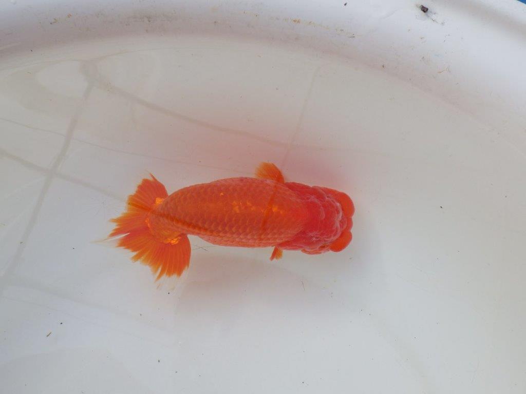 【愛知 小早川義幸 氏】タネにお勧め！！明け二歳らんちゅう 約14,5㎝ オス？