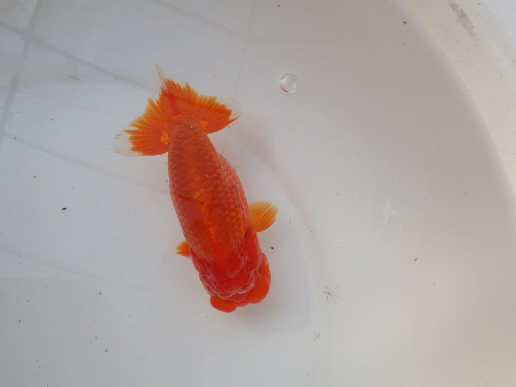 【愛知 小早川義幸 氏】タネにお勧め！！明け二歳らんちゅう 約14,5㎝ オス？の上身