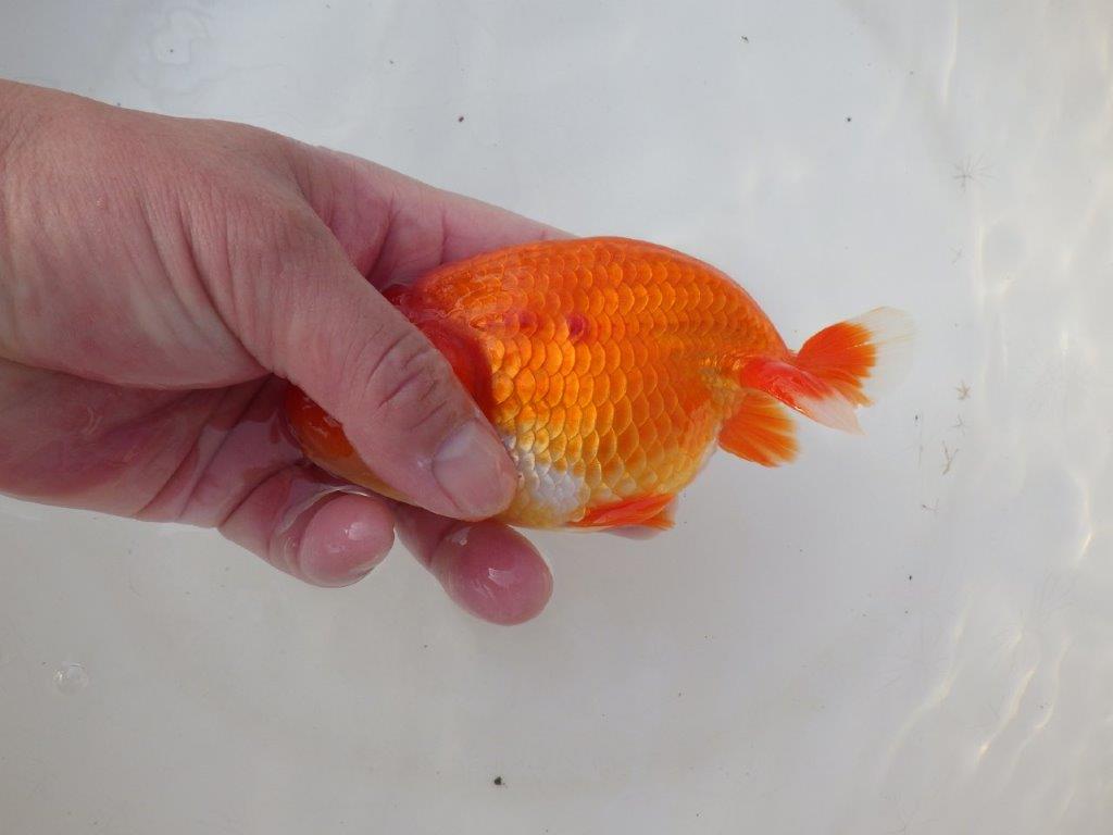 【愛知 小早川義幸 氏】タネにお勧め！！明け二歳らんちゅう 約14,5㎝ オス？