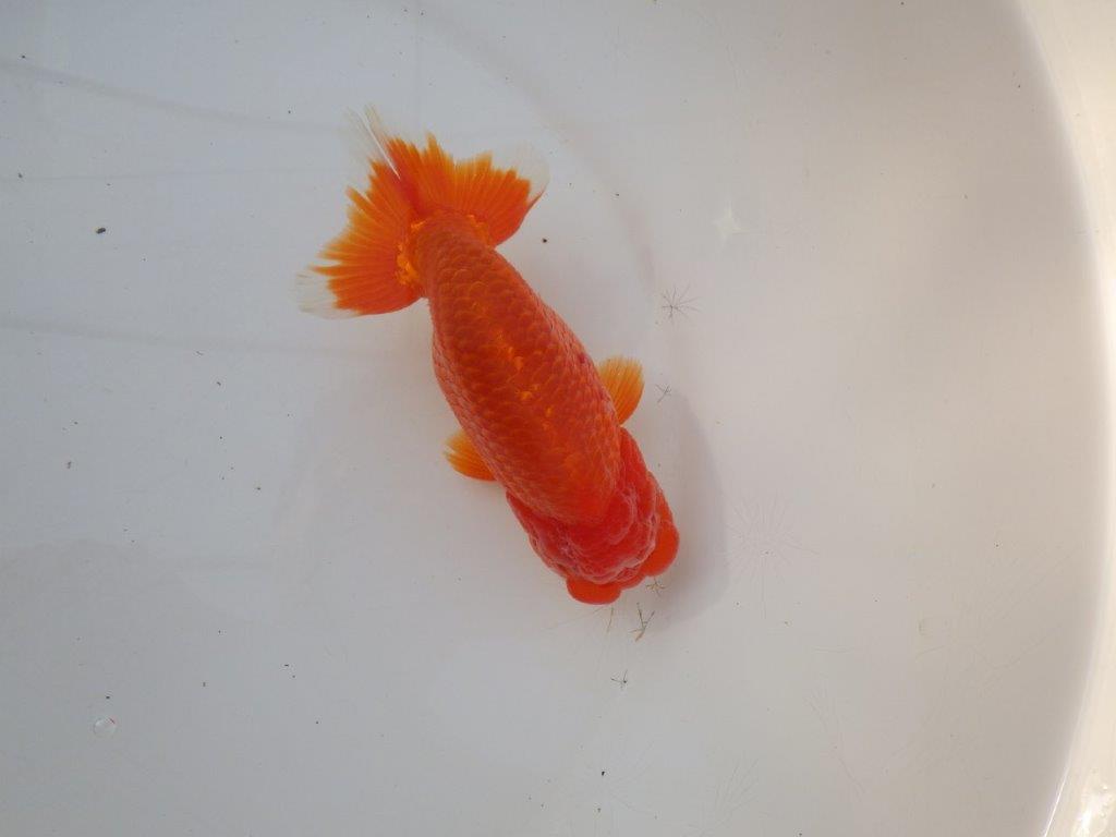 【愛知 小早川義幸 氏】タネにお勧め！！明け二歳らんちゅう 約14,5㎝ オス？