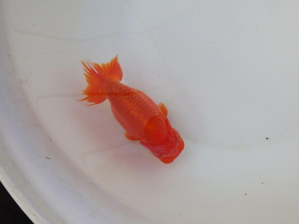 【愛知 小早川義幸 氏】色艶が良く美しい更紗明け二歳らんちゅう 約15,5㎝ メス？