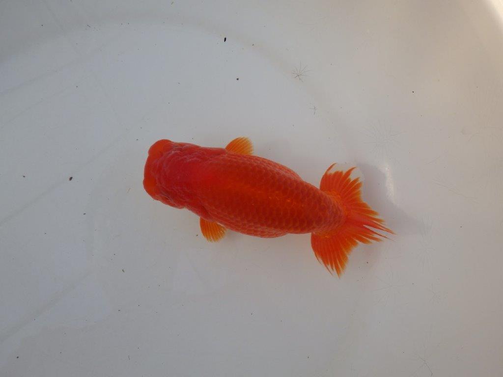 【愛知 小早川義幸 氏】色艶が良く美しい更紗明け二歳らんちゅう 約15,5㎝ メス？