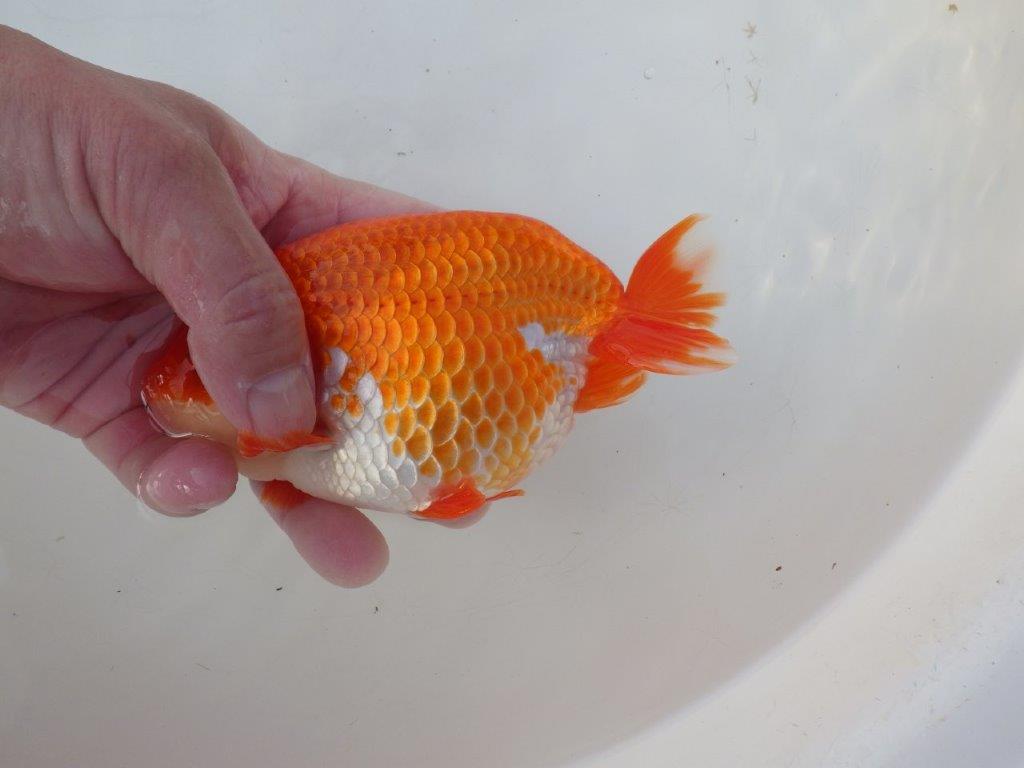 【愛知 小早川義幸 氏】色艶が良く美しい更紗明け二歳らんちゅう 約15,5㎝ メス？