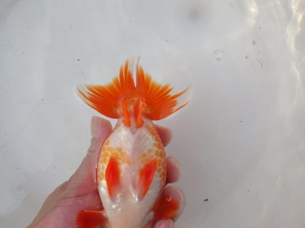 【愛知 小早川義幸 氏】色艶が良く美しい更紗明け二歳らんちゅう 約15,5㎝ メス？