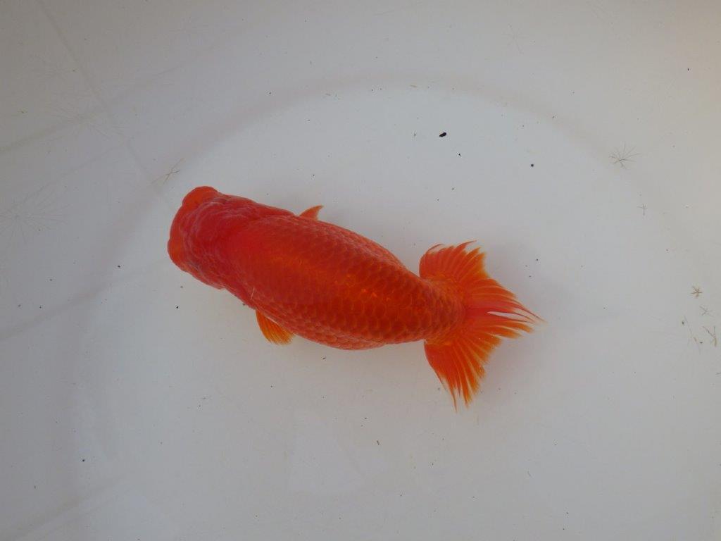 【愛知 小早川義幸 氏】色艶が良く美しい更紗明け二歳らんちゅう 約15,5㎝ メス？