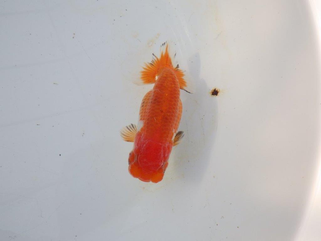 【愛知 磯村氏】お腹が柔らかい明け二歳らんちゅう 約13,5㎝ メス？