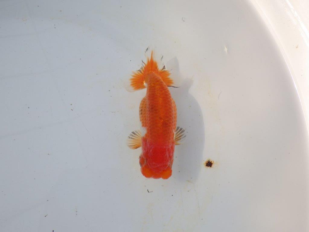 【愛知 磯村氏】お腹が柔らかい明け二歳らんちゅう 約13,5㎝ メス？