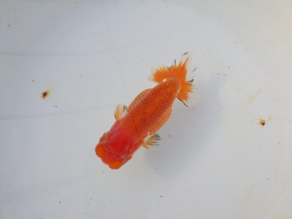 【愛知 磯村氏】お腹が柔らかい明け二歳らんちゅう 約13,5㎝ メス？の上身