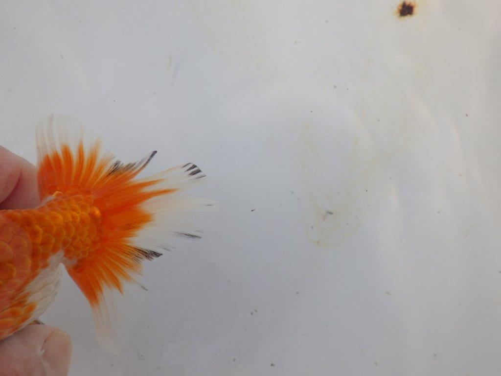 【愛知 磯村氏】お腹が柔らかい明け二歳らんちゅう 約13,5㎝ メス？