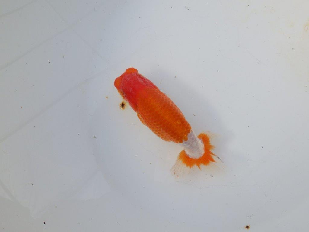 【愛知 磯村氏】今後に期待の明け二歳らんちゅう 約14㎝ メス？