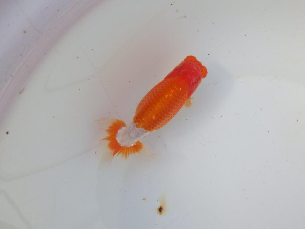 【愛知 磯村氏】今後に期待の明け二歳らんちゅう 約14㎝ メス？