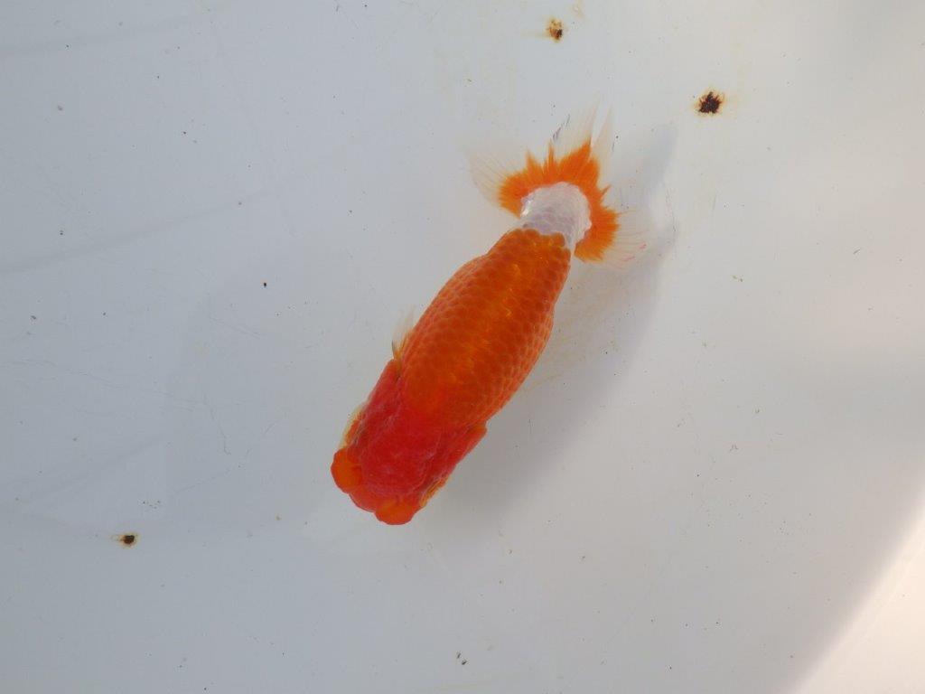 【愛知 磯村氏】今後に期待の明け二歳らんちゅう 約14㎝ メス？の上身