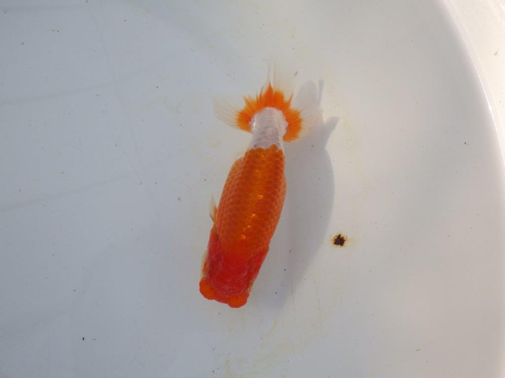 【愛知 磯村氏】今後に期待の明け二歳らんちゅう 約14㎝ メス？