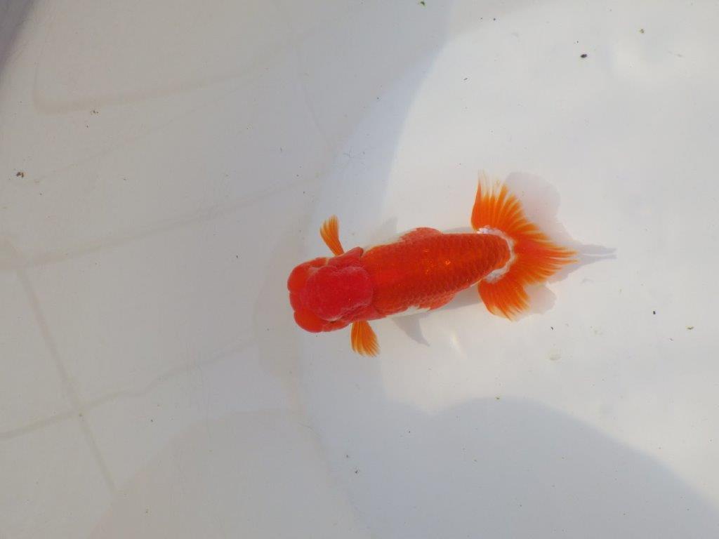 【全国トップブリーダー山田芳人氏】色艶も良い明け二歳らんちゅう 約12㎝ オス？