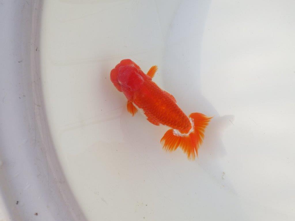 【全国トップブリーダー山田芳人氏】色艶も良い明け二歳らんちゅう 約12㎝ オス？