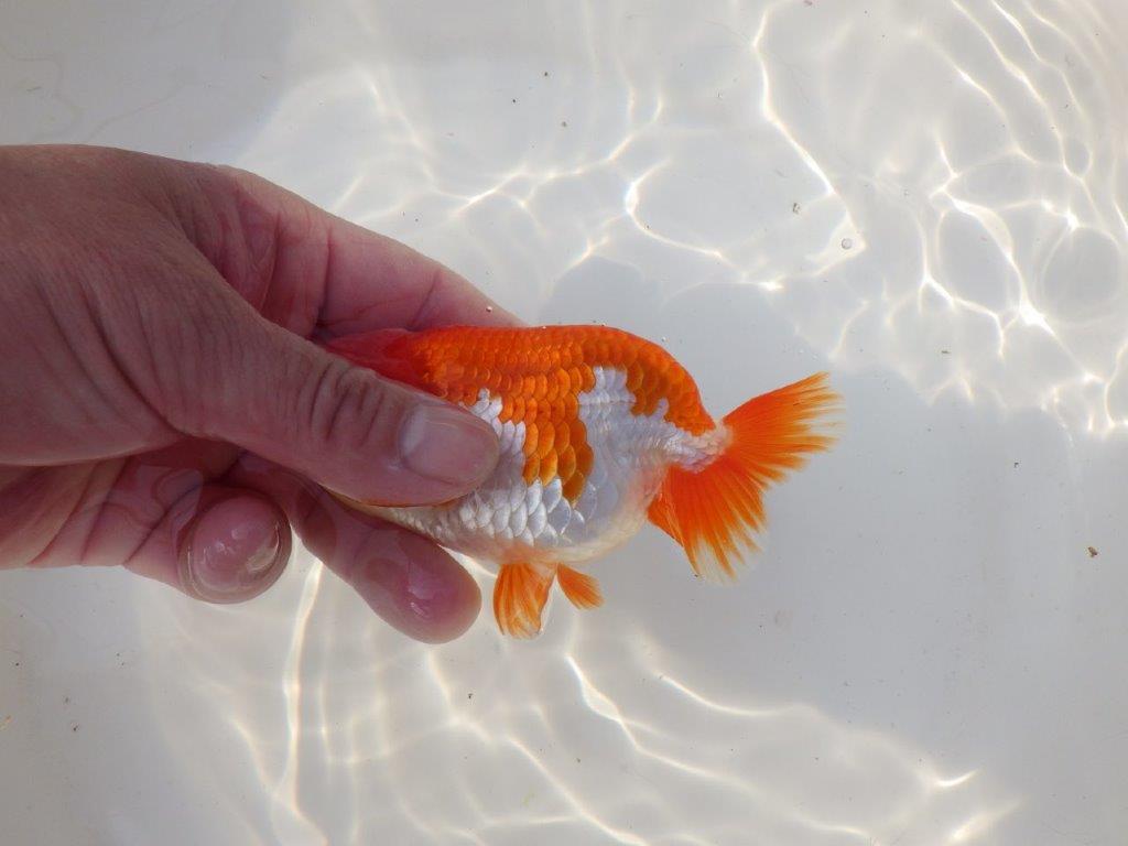 【全国トップブリーダー山田芳人氏】色艶も良い明け二歳らんちゅう 約12㎝ オス？