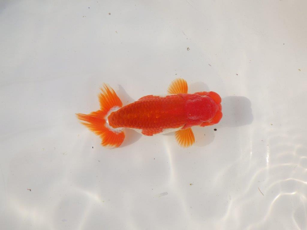 【全国トップブリーダー山田芳人氏】色艶も良い明け二歳らんちゅう 約12㎝ オス？