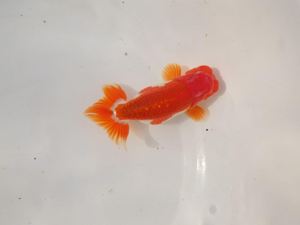 【全国トップブリーダー山田芳人氏】色艶も良い明け二歳らんちゅう 約12㎝ オス？の上身