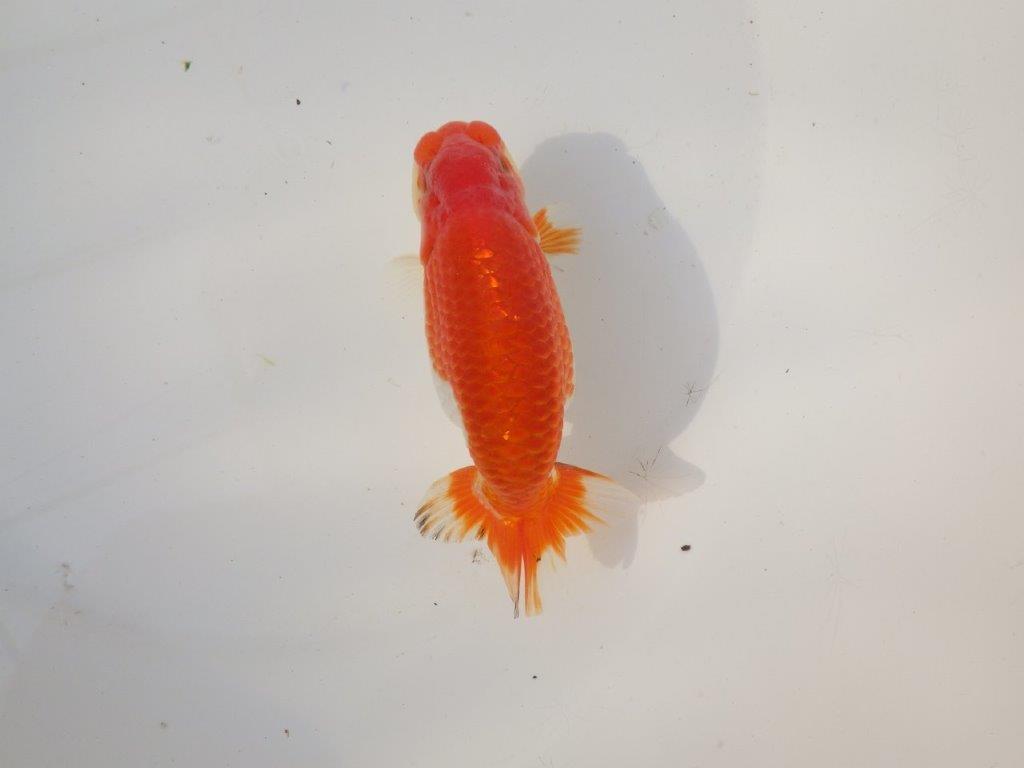 【全国トップブリーダー山田芳人氏】背、腰の綺麗な明け二歳らんちゅう 約12,5㎝ オス？