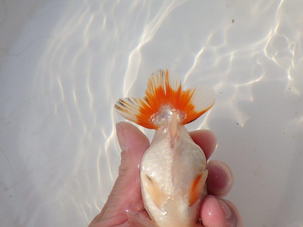 【全国トップブリーダー山田芳人氏】背、腰の綺麗な明け二歳らんちゅう 約12,5㎝ オス？