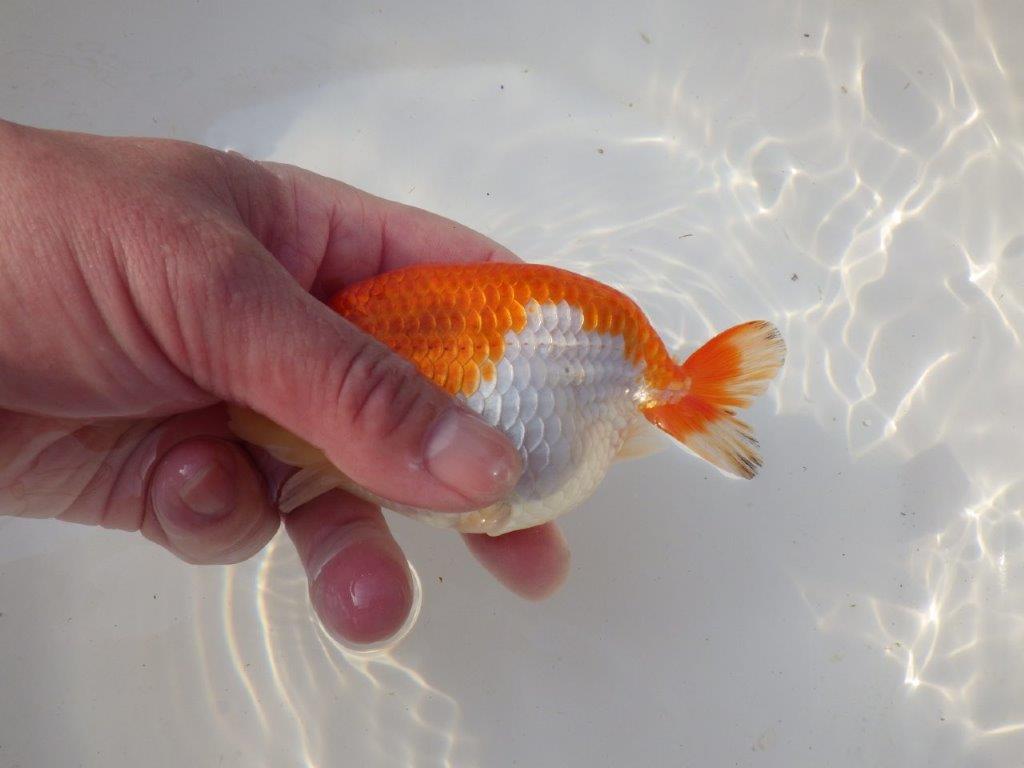 【全国トップブリーダー山田芳人氏】背、腰の綺麗な明け二歳らんちゅう 約12,5㎝ オス？