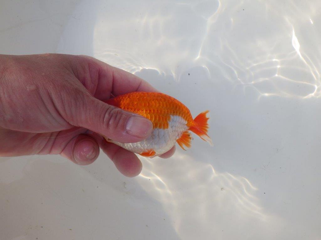 【全国トップブリーダー山田芳人氏】水槽映え明け二歳らんちゅう 約12㎝ オス？