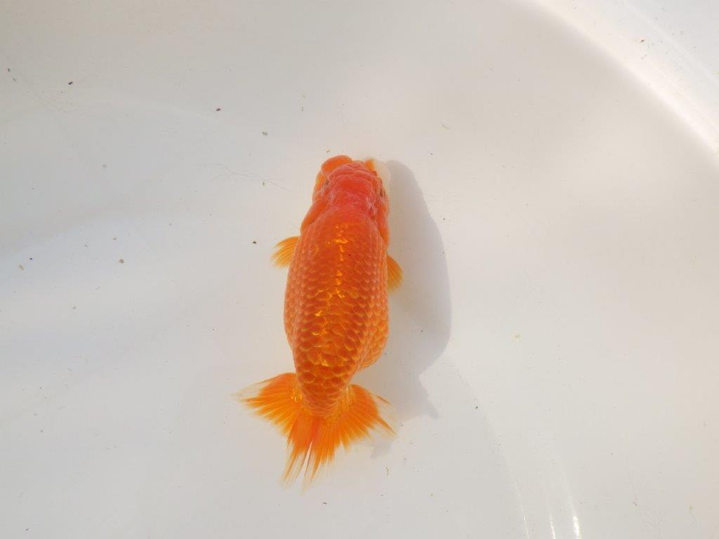 【全国トップブリーダー山田芳人氏】幅のある体系！明け二歳らんちゅう 約13㎝ オス？