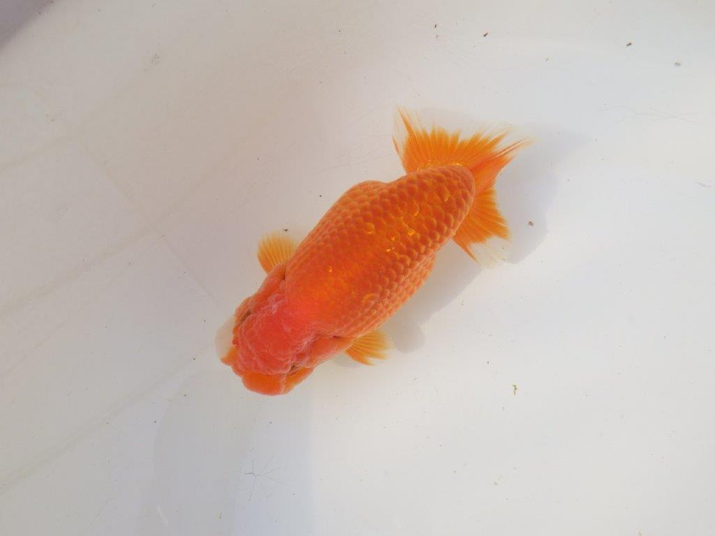 【全国トップブリーダー山田芳人氏】幅のある体系！明け二歳らんちゅう 約13㎝ オス？