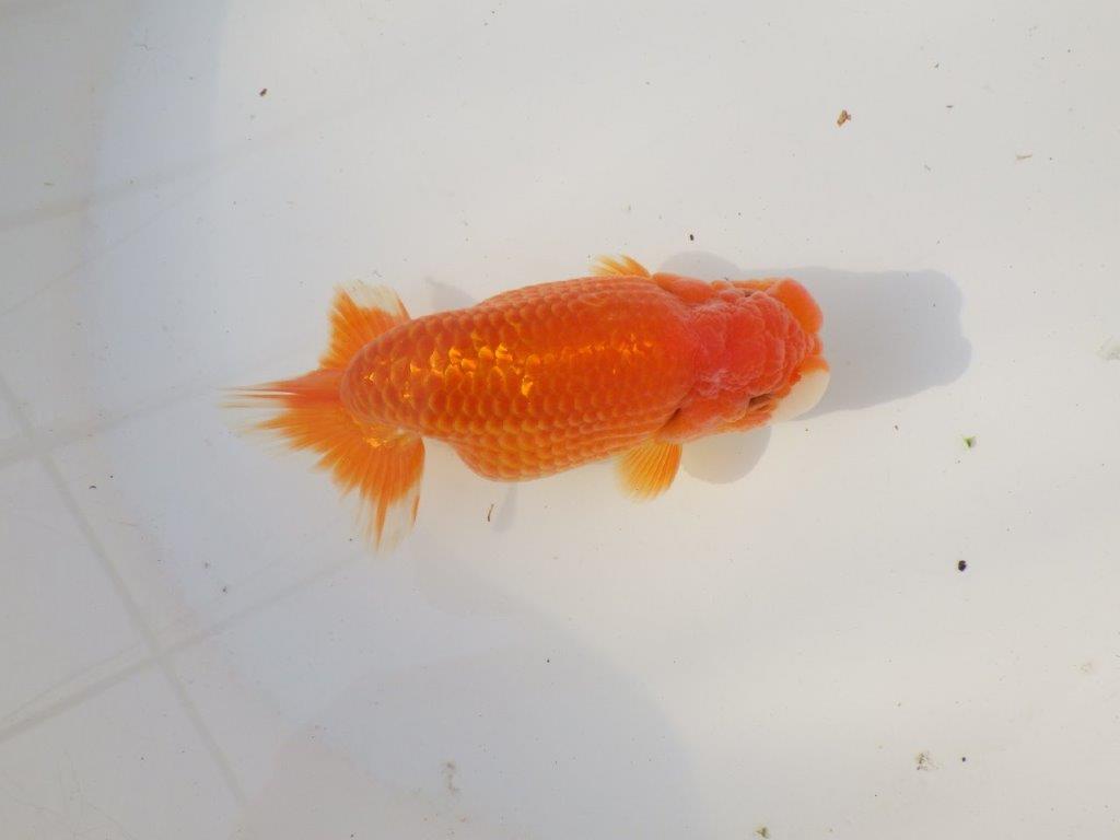 【全国トップブリーダー山田芳人氏】幅のある体系！明け二歳らんちゅう 約13㎝ オス？の上身