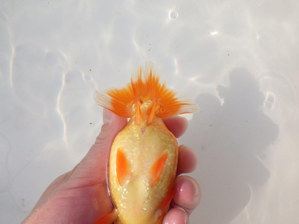 【全国トップブリーダー山田芳人氏】幅のある体系！明け二歳らんちゅう 約13㎝ オス？