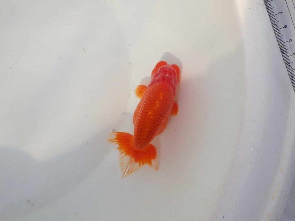 【全国トップブリーダー山田芳人氏】独特な頭が魅力！明け二歳らんちゅう 約13㎝ オス？