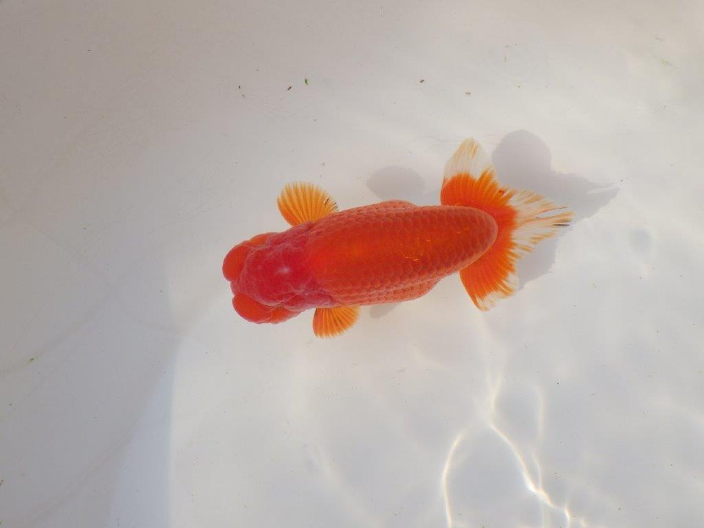 【全国トップブリーダー山田芳人氏】独特な頭が魅力！明け二歳らんちゅう 約13㎝ オス？