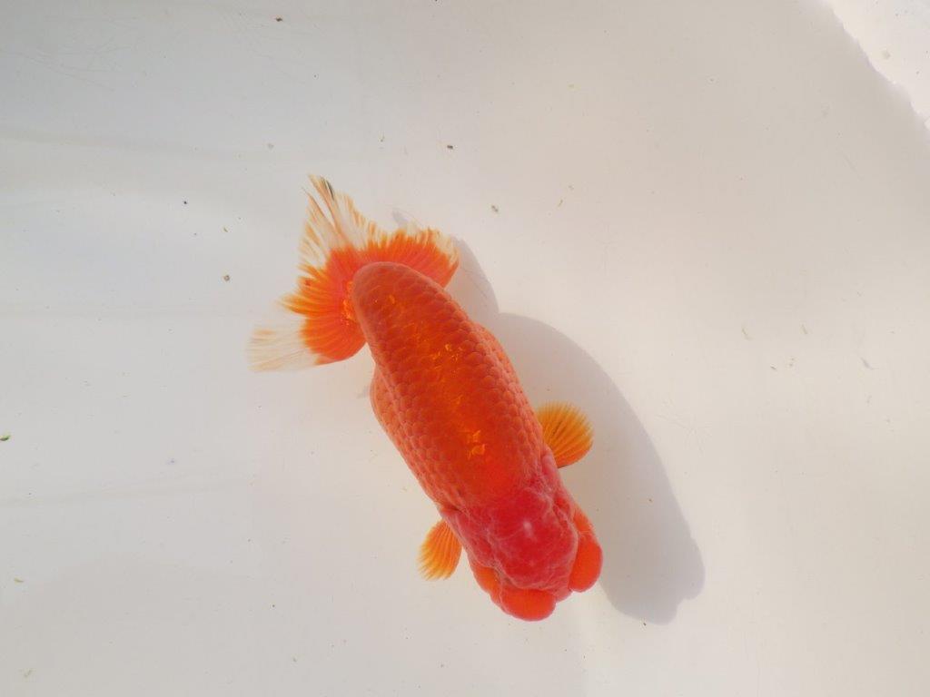 【全国トップブリーダー山田芳人氏】独特な頭が魅力！明け二歳らんちゅう 約13㎝ オス？