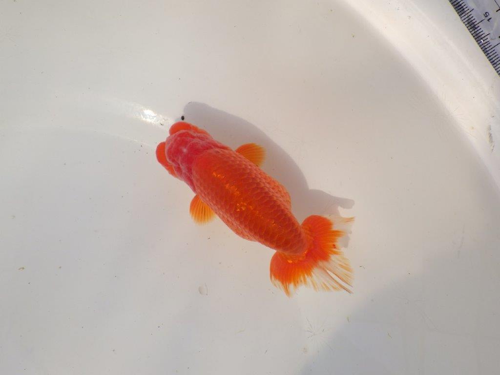 【全国トップブリーダー山田芳人氏】独特な頭が魅力！明け二歳らんちゅう 約13㎝ オス？