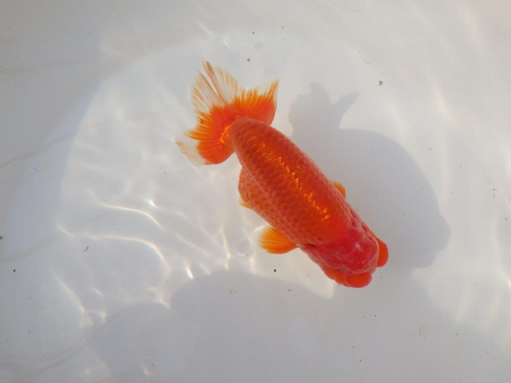 【全国トップブリーダー山田芳人氏】独特な頭が魅力！明け二歳らんちゅう 約13㎝ オス？の上身