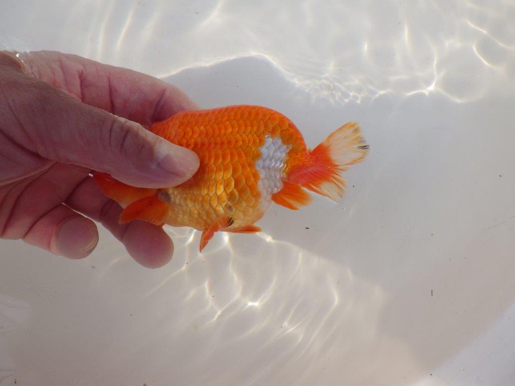 【全国トップブリーダー山田芳人氏】独特な頭が魅力！明け二歳らんちゅう 約13㎝ オス？