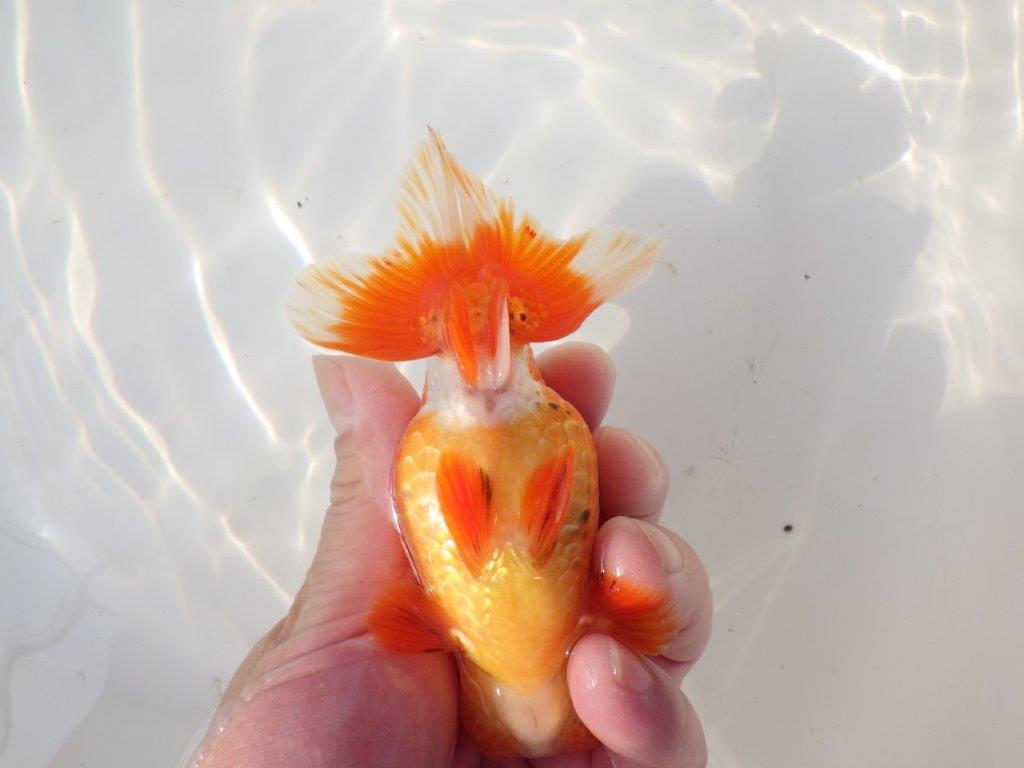 【全国トップブリーダー山田芳人氏】独特な頭が魅力！明け二歳らんちゅう 約13㎝ オス？