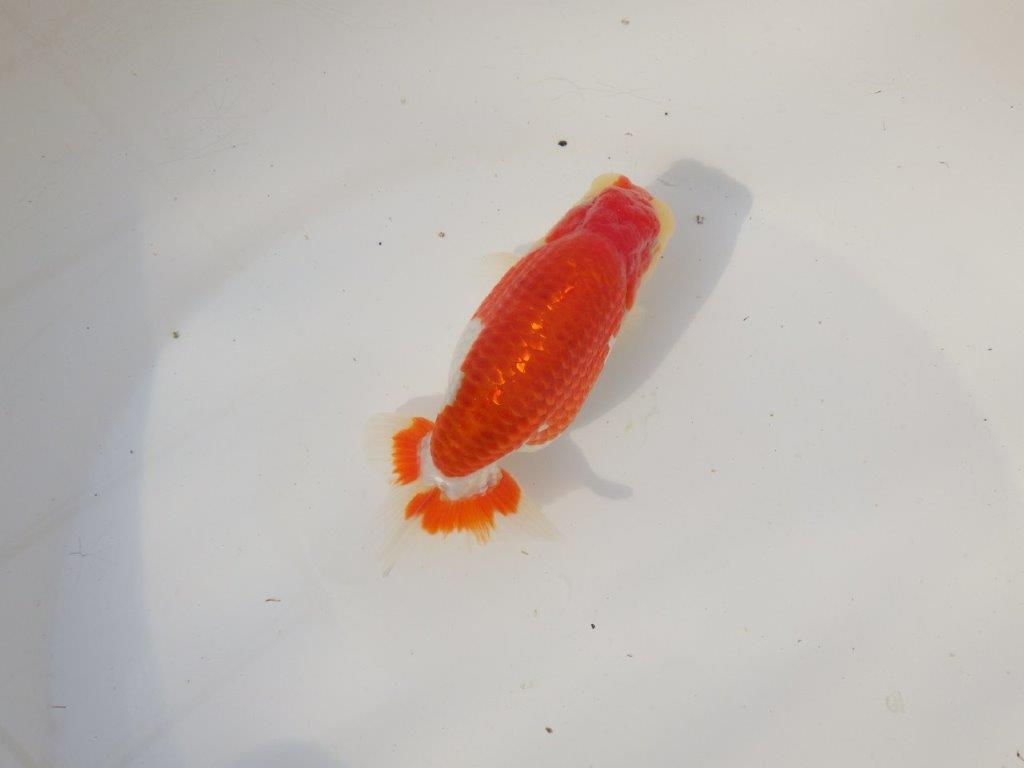 【全国トップブリーダー山田芳人氏】美しい背のライン！明け二歳らんちゅう 約13,5㎝ オス？