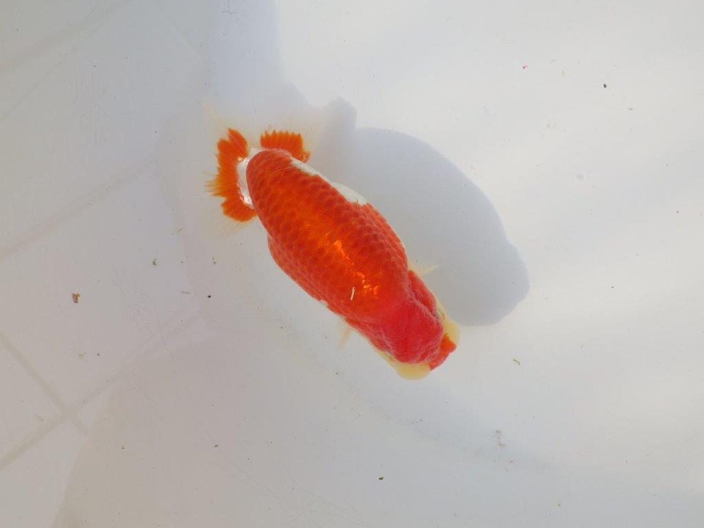 【全国トップブリーダー山田芳人氏】美しい背のライン！明け二歳らんちゅう 約13,5㎝ オス？の上身