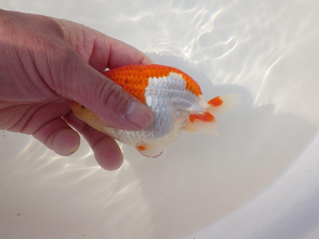 【全国トップブリーダー山田芳人氏】美しい背のライン！明け二歳らんちゅう 約13,5㎝ オス？