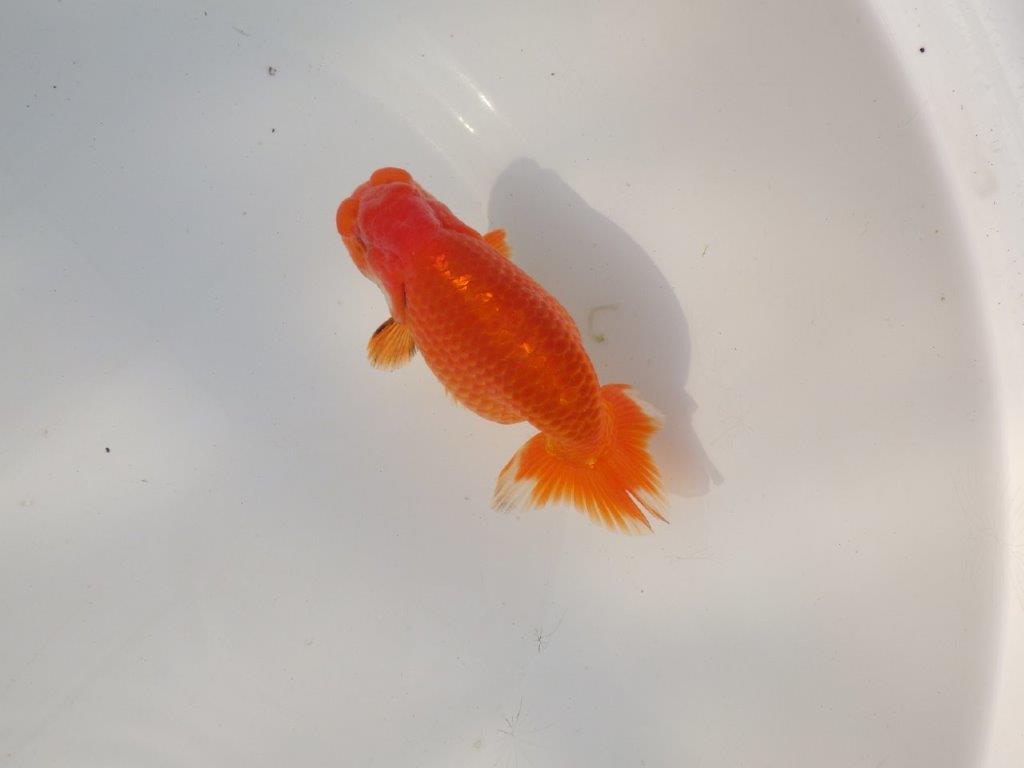 【全国トップブリーダー山田芳人氏】ご鑑賞お勧め明け二歳らんちゅう 約12㎝