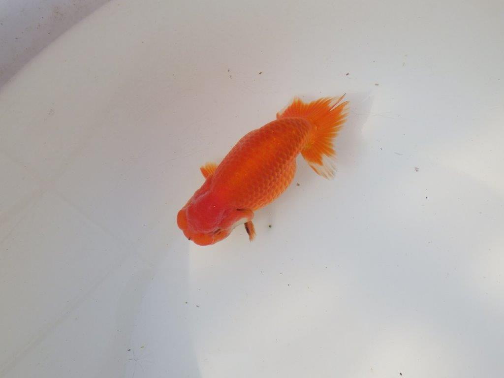 【全国トップブリーダー山田芳人氏】ご鑑賞お勧め明け二歳らんちゅう 約12㎝