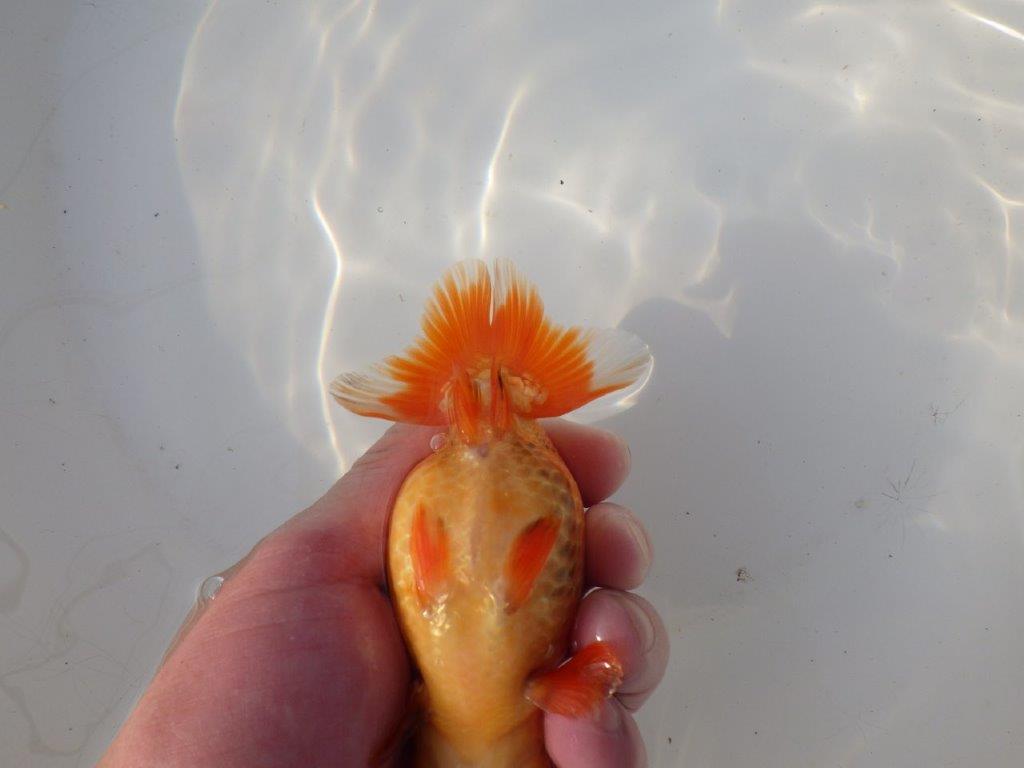 【全国トップブリーダー山田芳人氏】ご鑑賞お勧め明け二歳らんちゅう 約12㎝