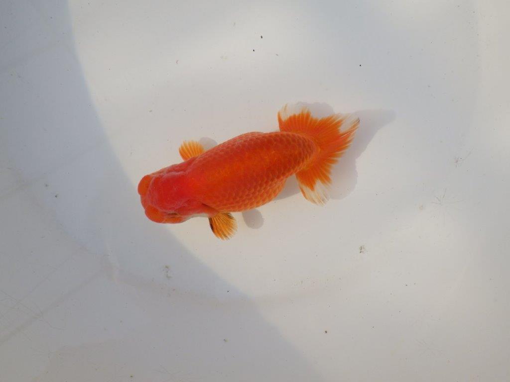 【全国トップブリーダー山田芳人氏】ご鑑賞お勧め明け二歳らんちゅう 約12㎝の上身